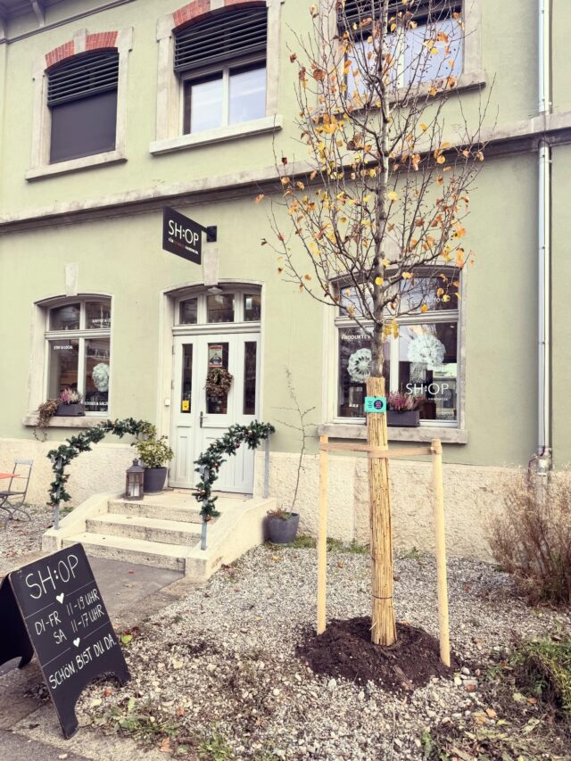 One, two, three neue Bäume für die Gärtnerstrasse & @turbinenhaus. Birne, Eiche & Föhre.  Vielen Dank @stiftunghabitat für die tolle Zusammenarbeit und Unterstützung. #meinbaumdeinbaum #baselstadt #stadtbäume #stiftunghabitat